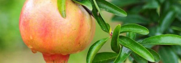 石榴和梨子能一起吃吗