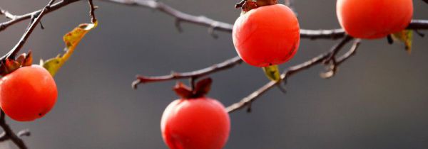 柿子豆腐能一起吃吗