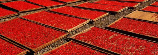 干枸杞变软了怎么办