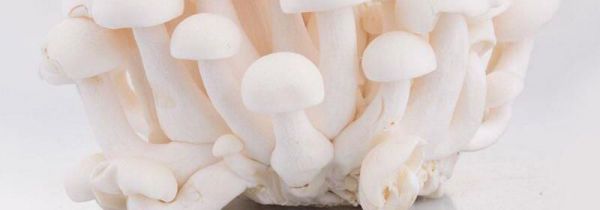 白玉菇炒完苦还能吃吗