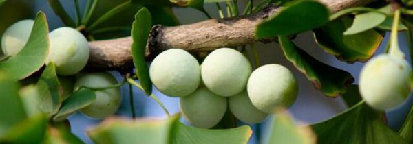 白果怎样去壳去皮去蕊