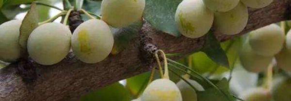 白果外面青皮怎么去掉