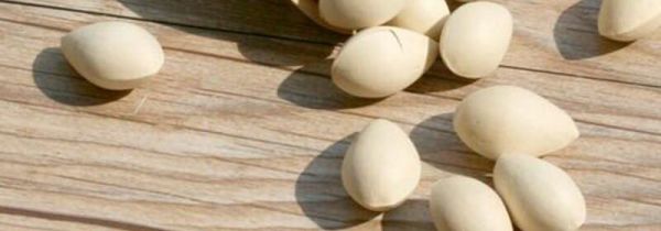 白果和银杏果一样吗