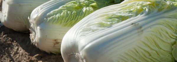 大白菜是发物吗