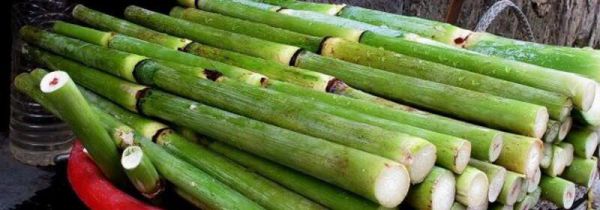 甜芦粟红心可以吃吗