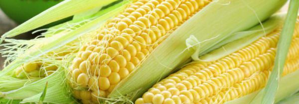 玉米核坚果壳属于什么垃圾