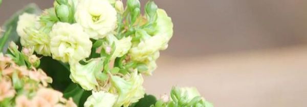 长寿花为什么致癌