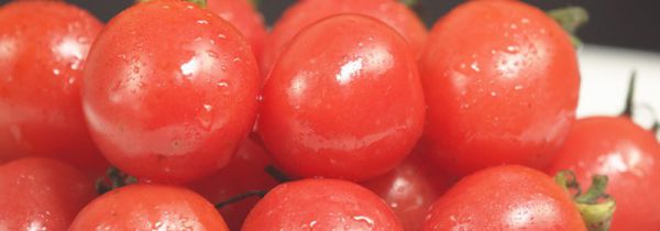 圣女果是转基因的吗