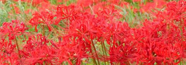 彼岸花碰到血会怎样