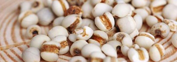 炒过的薏仁煮粥还泡吗