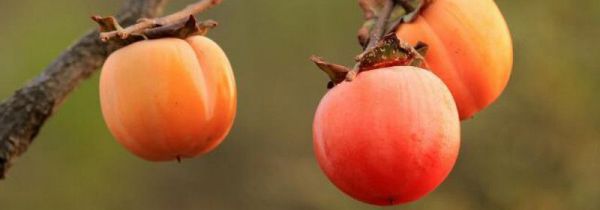 吃红柿子的禁忌