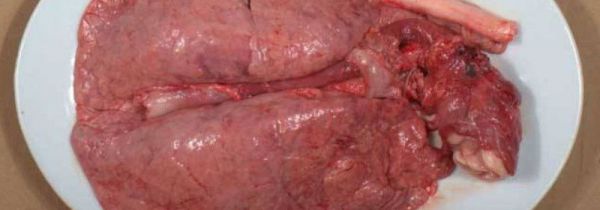 吃猪肺对人体有害吗