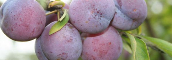 冰糖李与蜂糖李区别