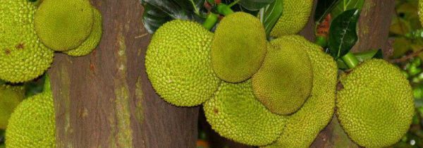 什么人不宜吃大树菠萝