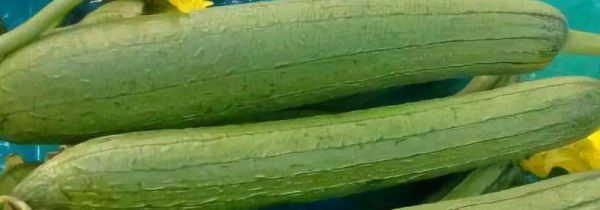 丝瓜秋天可以吃吗