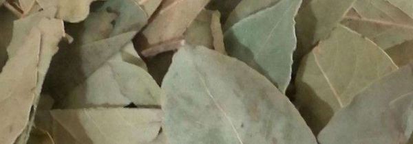 香叶为什么是苦的