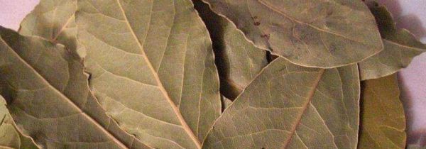 香叶为什么闻没有味道