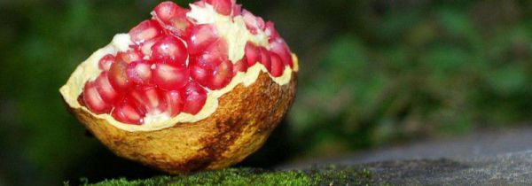 石榴不能和什么一起吃,石榴和什么相克