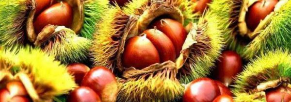 板栗收藏方法,冷冻还是保鲜