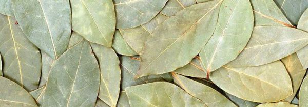 香叶可以用来做什么