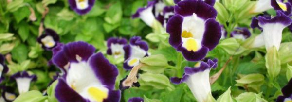 可乐可以浇花吗