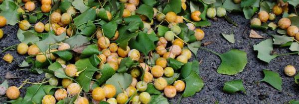 银杏果吃果肉还是吃核