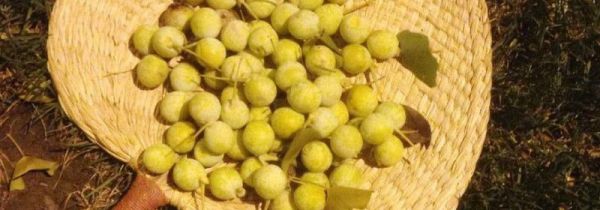 银杏果皮汁有毒吗