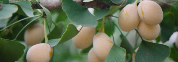 银杏果外面的果肉能吃吗