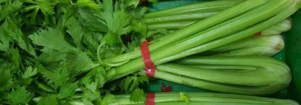 芹菜怎样长时间储存