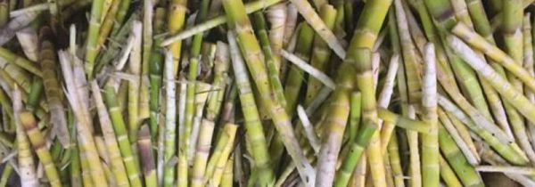 竹笋为什么炒出来是苦的