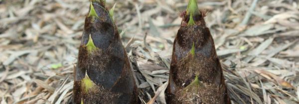 竹笋需要炒多久