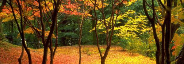 看红叶穿什么衣服