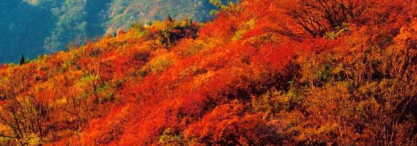 秋季看红叶需要准备什么