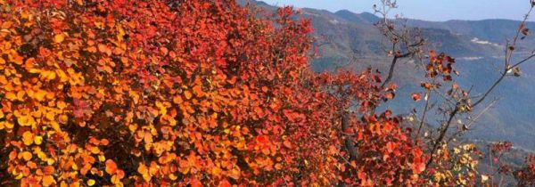 香山公园景色如何