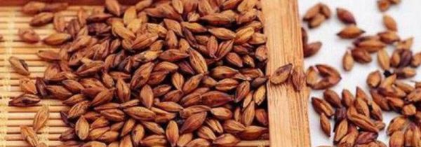 大麦茶怎么喝才好