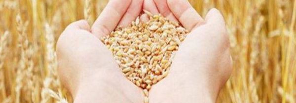 大麦茶10克大概多少粒