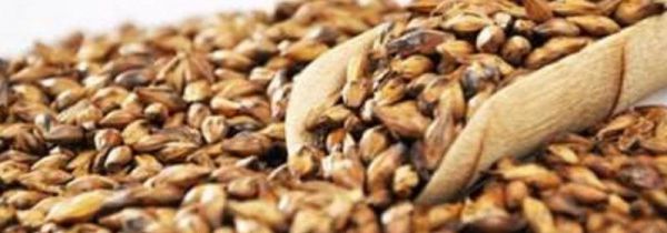 大麦茶一次泡多少粒