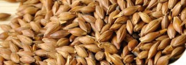 长期喝大麦茶副作用