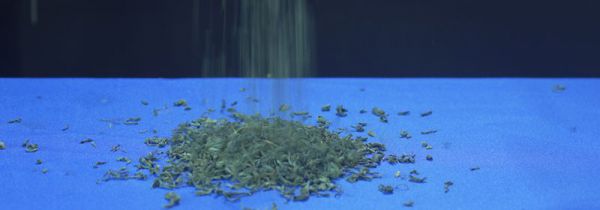 绿茶有哪些品种