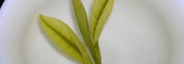 喝白茶拉肚子怎么回事