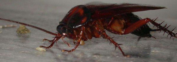 为什么南方的蟑螂会飞