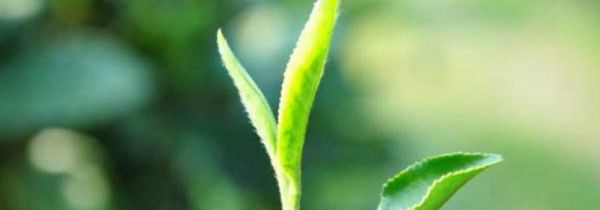 白茶能降血糖吗