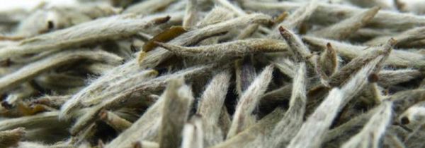 白茶的等级怎么划分