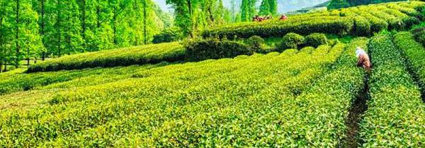 西湖龙井的分类