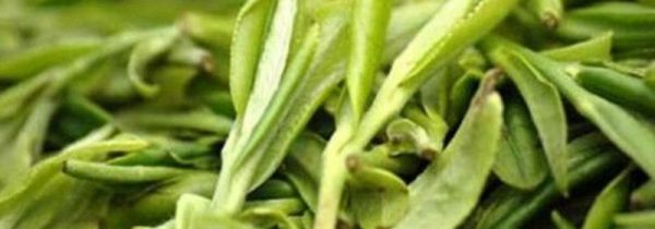 明前龙井是绿茶吗