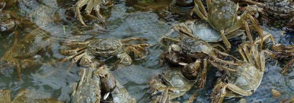 河蟹死了一天怎么处理