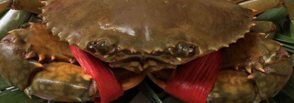 青蟹死了怎么烧