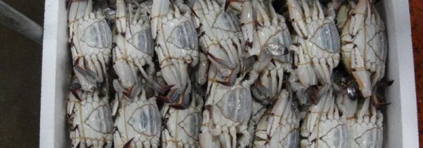 活螃蟹直接冷冻保存可以吗