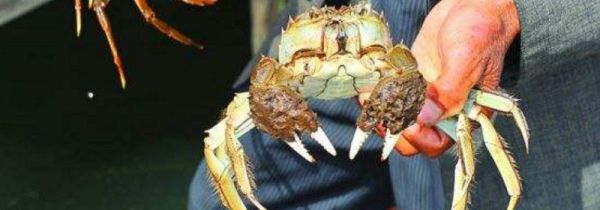 湖蟹死了为什么不能吃