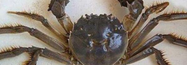 湖蟹和海蟹有什么区别